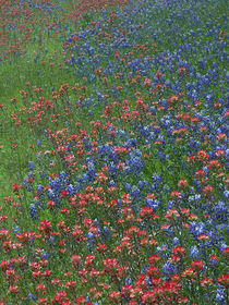Paintbrush and Bluebonnets make a pattern in the meadow, Hil... by Danita Delimont