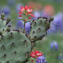 Indian Paintbrush and Prickly Pear Cactus, Texas, USA by Danita Delimont