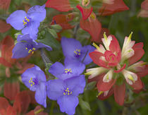 Close-up of Spiderwort and paintbrushes, Texas, USA by Danita Delimont