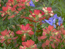 Indian paintbrushes with spiderwort, Texas, USA by Danita Delimont