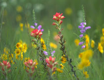 Indian paintbrushes with coreopsis and Penstemon, Texas, USA by Danita Delimont