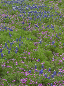 Texas bluebonnets and pointed phlox meadow, Texas, USA by Danita Delimont