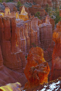 USA, Utah, Bryce Canyon National Park von Danita Delimont