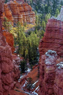 USA, Utah, Bryce Canyon National Park von Danita Delimont