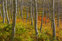 USA, Utah, Wasatch Cache National Forest by Danita Delimont