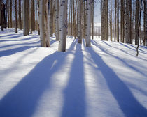 USA, Utah, Dixie National Forest, Aspens in winter by Danita Delimont