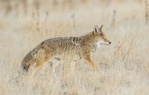 Usa, Utah, Antelope Island State Park, an adult coyote wande... by Danita Delimont