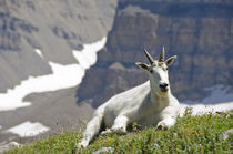 Mountain Goat Mount Timpanogos Wilderness, Wasatch Mountains... by Danita Delimont