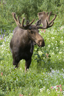 Bull moose in wildflowers, Little Cottonwood Canyon, Wasatch... von Danita Delimont