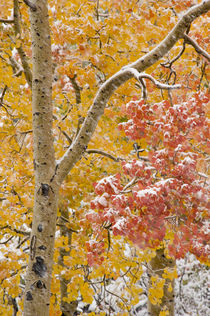 First Snow Storm, yellow and red Aspen Trees, near Alta, Utah von Danita Delimont