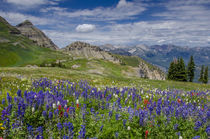 Aster, Lupine, Bistort, and Indian Paintbrush, Mount Timpano... by Danita Delimont