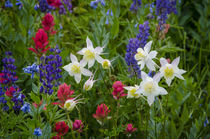 Columbine, Indian Paintbrush, Bluebells, and Lupine, Mount T... by Danita Delimont