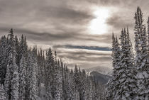 Fresh Snow in Evergreens from Beartrap Canyon, looking acros... by Danita Delimont