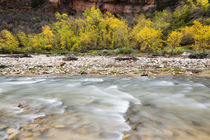 USA, Utah, Zion National Park, Virgin River in Zion Canyon. by Danita Delimont