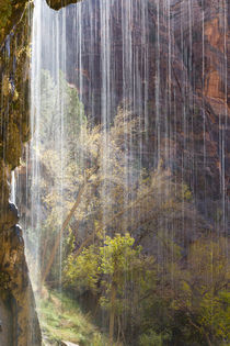 USA, Utah, Zion National Park, Weeping Rock. by Danita Delimont