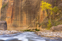 USA, Utah, Zion National Park von Danita Delimont