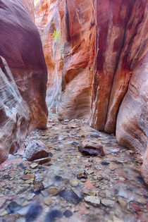 Utah, Kanarraville, Kanarra Creek canyon by Danita Delimont