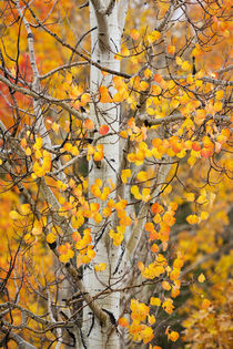 Utah, Dixie National Forest, aspen forest along Highway 12 von Danita Delimont