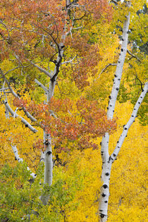 Utah, Dixie National Forest, aspen forest along highway 12 by Danita Delimont