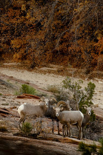 Usa, Utah, Zion National Park, Big Horn Sheep gathered on ro... by Danita Delimont