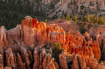 Bryce Canyon National Park Utah, USA. by Danita Delimont