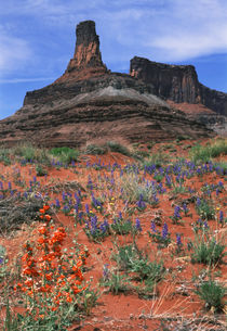 USA, Utah, Canyonlands National Park, Dead Horse Point State... von Danita Delimont