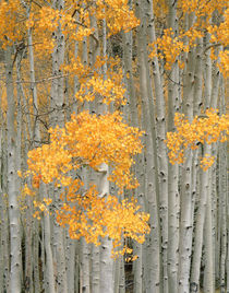 USA, Utah, Aspen grove in autumn on Fish Lake Plateau near F... von Danita Delimont