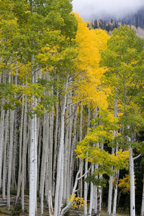 USA. Aspen trees in autumn. Sevier Plateau. Fishlake National Forest. von Danita Delimont