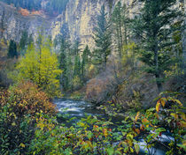 USA. Along Logan River in autumn. Logan Canyon. Bear River R... by Danita Delimont