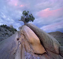 Juniper tree in Split rock, Dinosaur National Monument, Utah by Danita Delimont