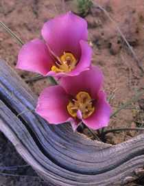 Close-up of pink Sego lilies, Utah USA von Danita Delimont
