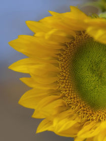 Immature Sunflower still growing by Danita Delimont