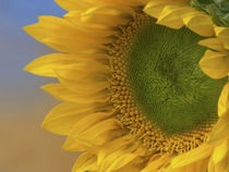Close-up fo an immature Sunflower by Danita Delimont