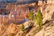 Trees grow in Limestone at Bryce Canyon National Park by Danita Delimont