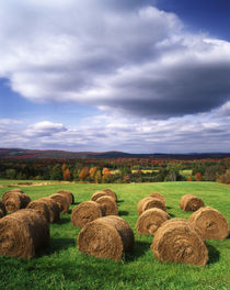 USA, Vermont, Westmore, Hay bales in field von Danita Delimont
