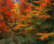 USA, New England, View of autumn forest by Danita Delimont