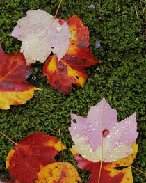 USA, Virginia, Shenandoah National Park, Red Maple leaves von Danita Delimont