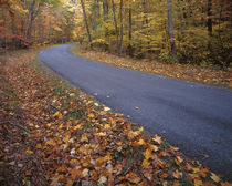 USA, Virginia, Autumn in George Washington National Forest von Danita Delimont