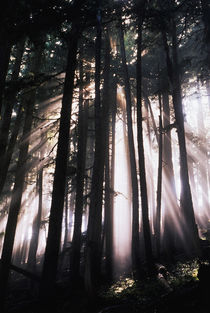 USA, Washington, Mount Rainier National Park, Sunlight through trees by Danita Delimont