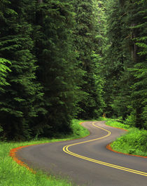 USA, Washington State, Olympic National Park, Road through g... by Danita Delimont