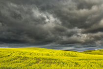 Rolling hills of yellow canola, Palouse region of Eastern Washington. by Danita Delimont