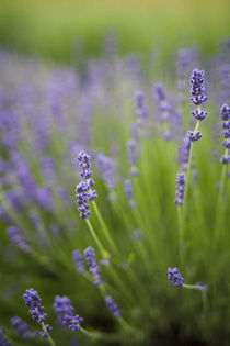 Lavender plants. by Danita Delimont