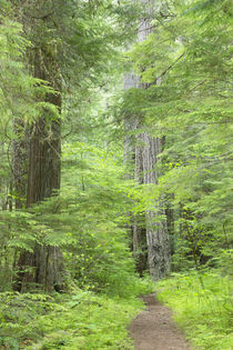 USA, Washington, Olympic National Forest von Danita Delimont