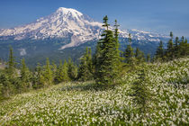 USA, Washington, Mount Rainier National Park by Danita Delimont