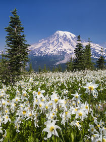 USA, Washington, Mount Rainier National Park by Danita Delimont