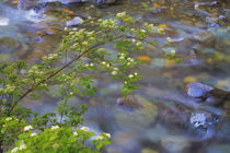 USA, Washington State, Wenatchee National Forest by Danita Delimont