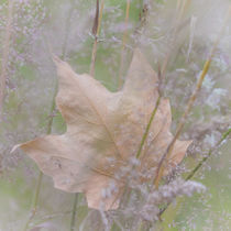 Leaf in Meadow by Danita Delimont