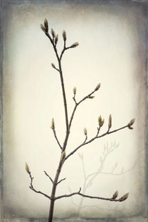 Spring Buds by Danita Delimont