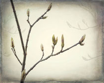 Spring Buds von Danita Delimont