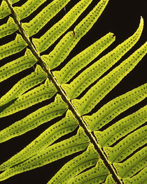 USA, Washington, Olympic National Park, Backlit sword fern by Danita Delimont